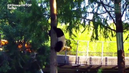 Le panda Bei Bei fête son anniversaire avec un gros gâteau