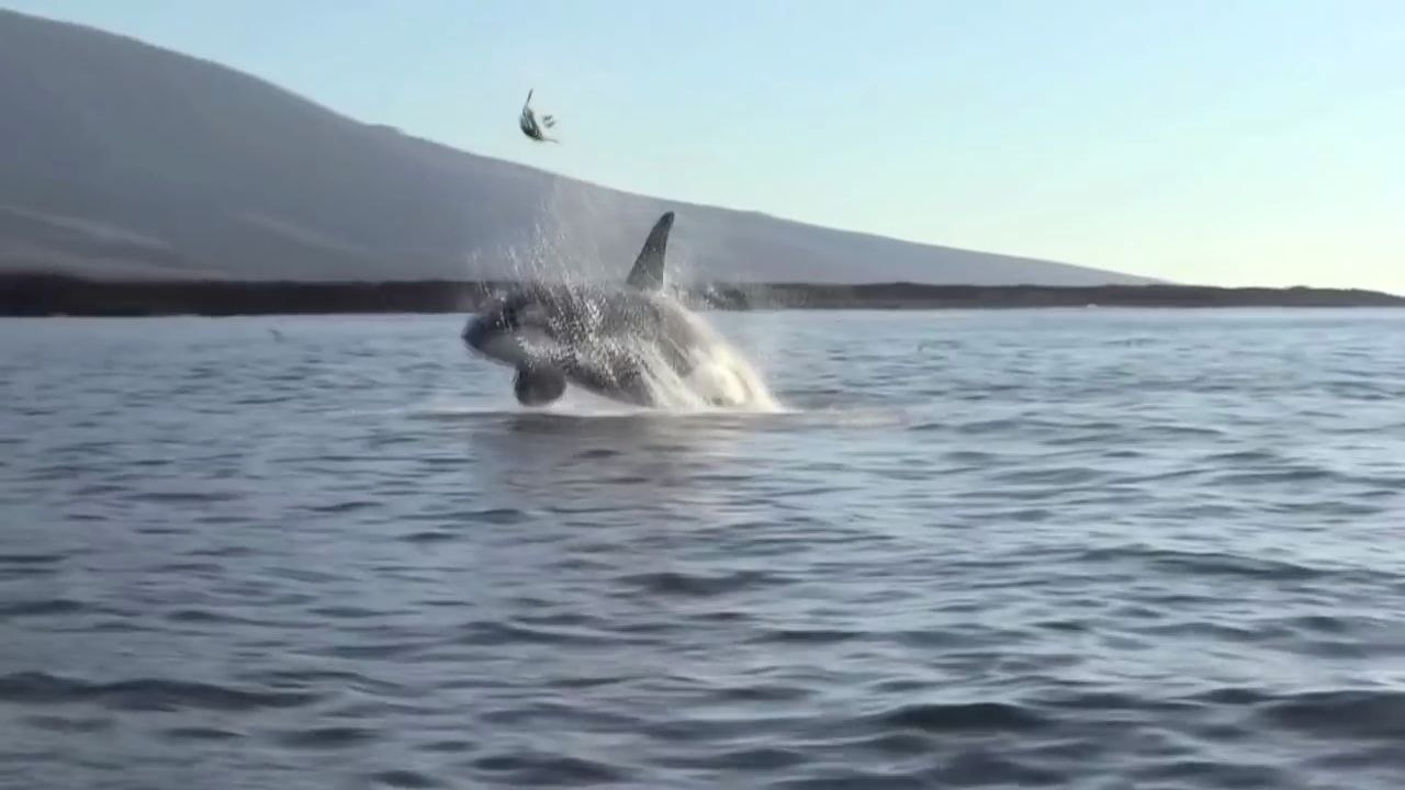 Un orque envoie une tortue de mer en l'air.