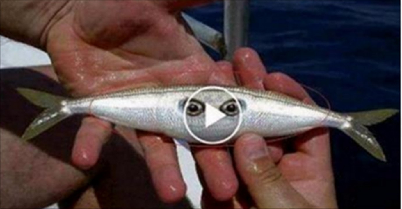 Transparent-weird-fish-caught-in-New-Zealand-MUST-WATCH-11