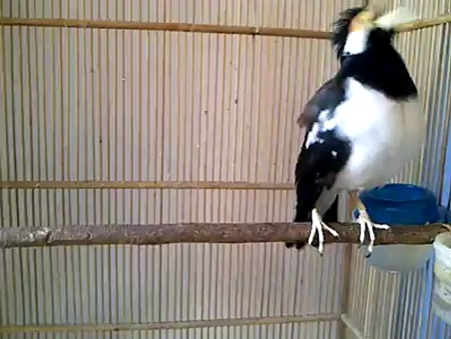 Burung Jalak Suren Jawa Javanesse Gracupica Contra Video