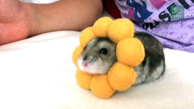 Un hamster termine (en vrai) le premier niveau de Super Mario Bros.