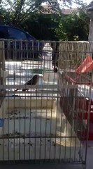 Magnifique Chant d'un très beau Mulet que pense vous ???? de : Mahdi Ben Grira