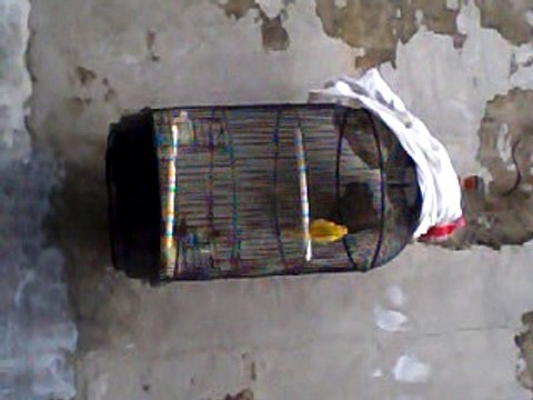 spanish timbrados canaries bird singing