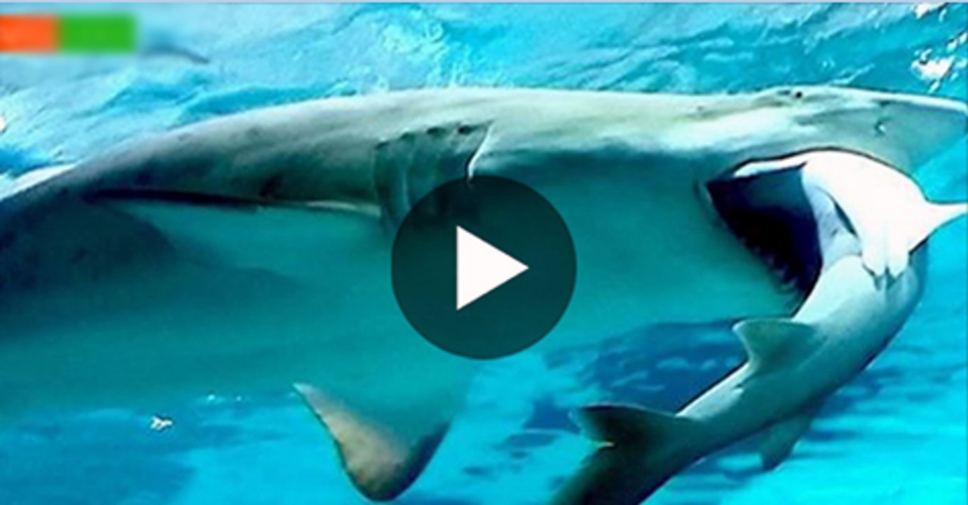Female-Shark-Eats-Male-Shark-Because-He-Didnt-Stay-in-His-Lane