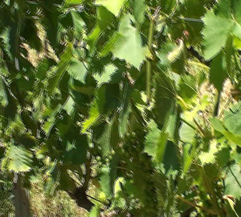 DOMAINE DES ESCARAVATIERS ( Var 83 )