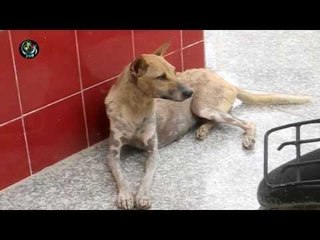 Rabies cause for concern in Burma's cities