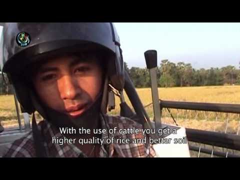 Karen farmers upgrade from cattle to machinery