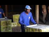 Imigrantes haitianos encontram trabalho no Paraná