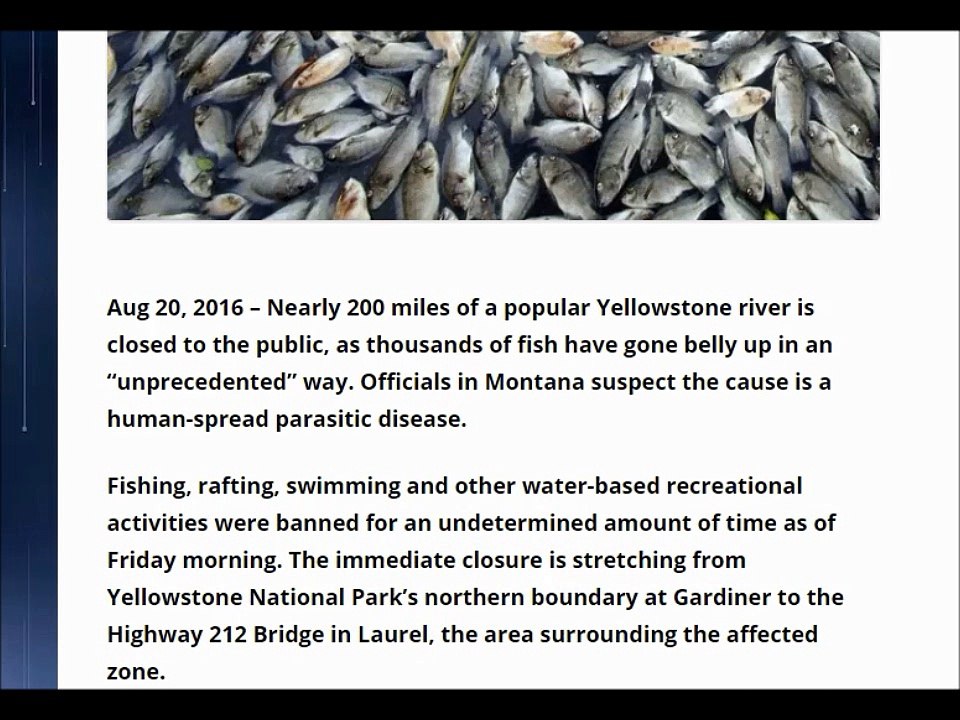 Almost 200 miles of Yellowstone River CLOSED tens of Thousands of Fish Dead!