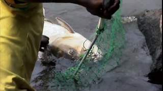 The Goliath Tigerfish - River Monsters - fish dangerous