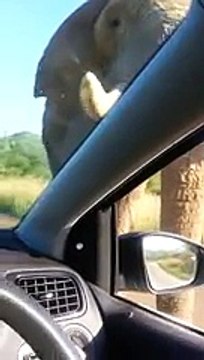 Un éléphant écrase le pare-brise d'une voiture de touristes en plein safari ! - vidéo Dailymotion