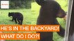 Hungry Bear Wanders Through Family Backyard