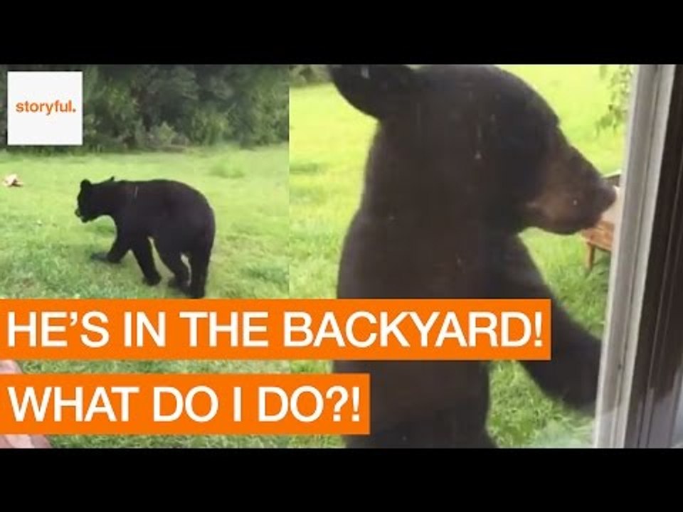 Hungry Bear Wanders Through Family Backyard