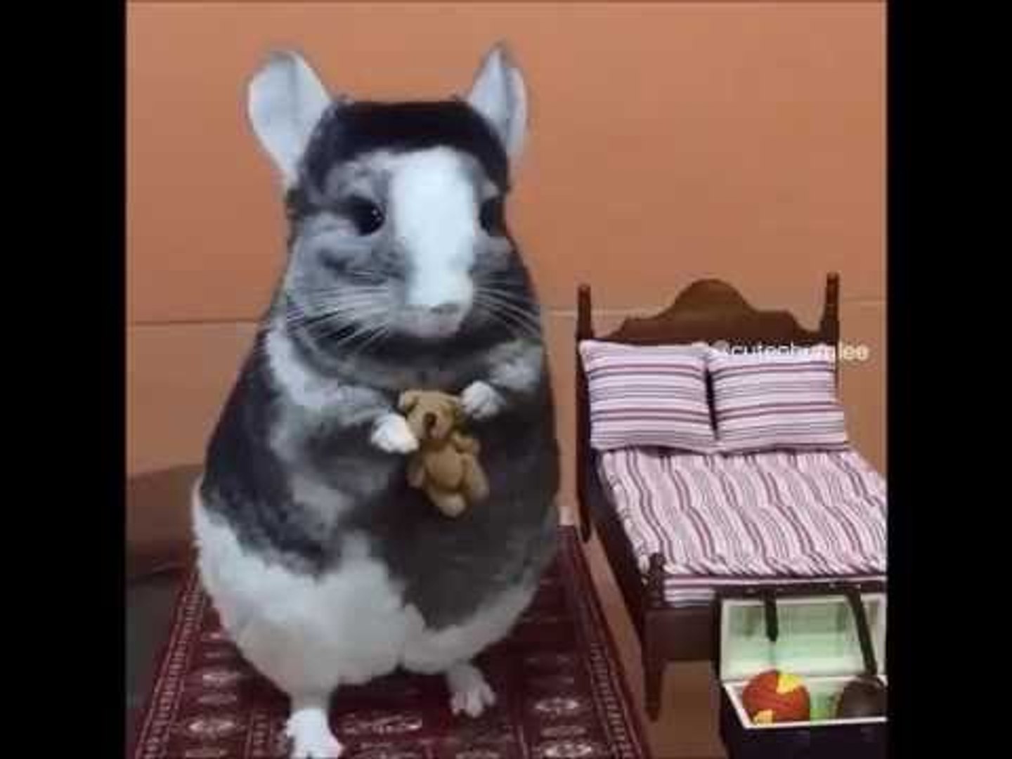 chinchilla teddy