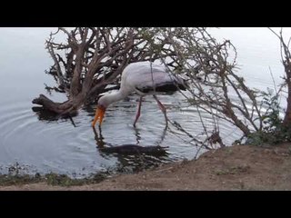 Stork Startled When Crocodile Emerges From Water