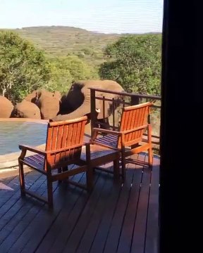 Des éléphants assoiffés se désaltèrent dans une piscine