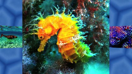 Silent Partner  -Staring_At_The_Valley