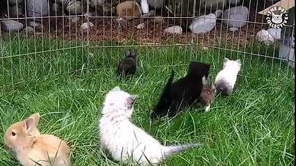 Des chatons et des lapins jouent dans l'herbe