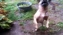 Dogs loving rain and puddles - Funny and cute dog compilation