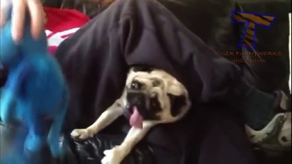 Dogs making funny faces - Funny and cute dog compilation