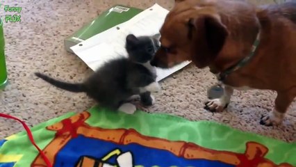 Dogs Meeting Kittens for the First Time Compilation 2015