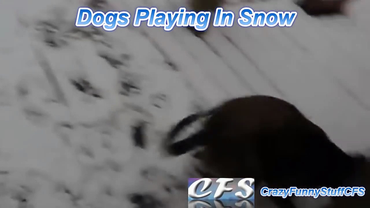 Dogs Playing in Snow Compilation     CFS