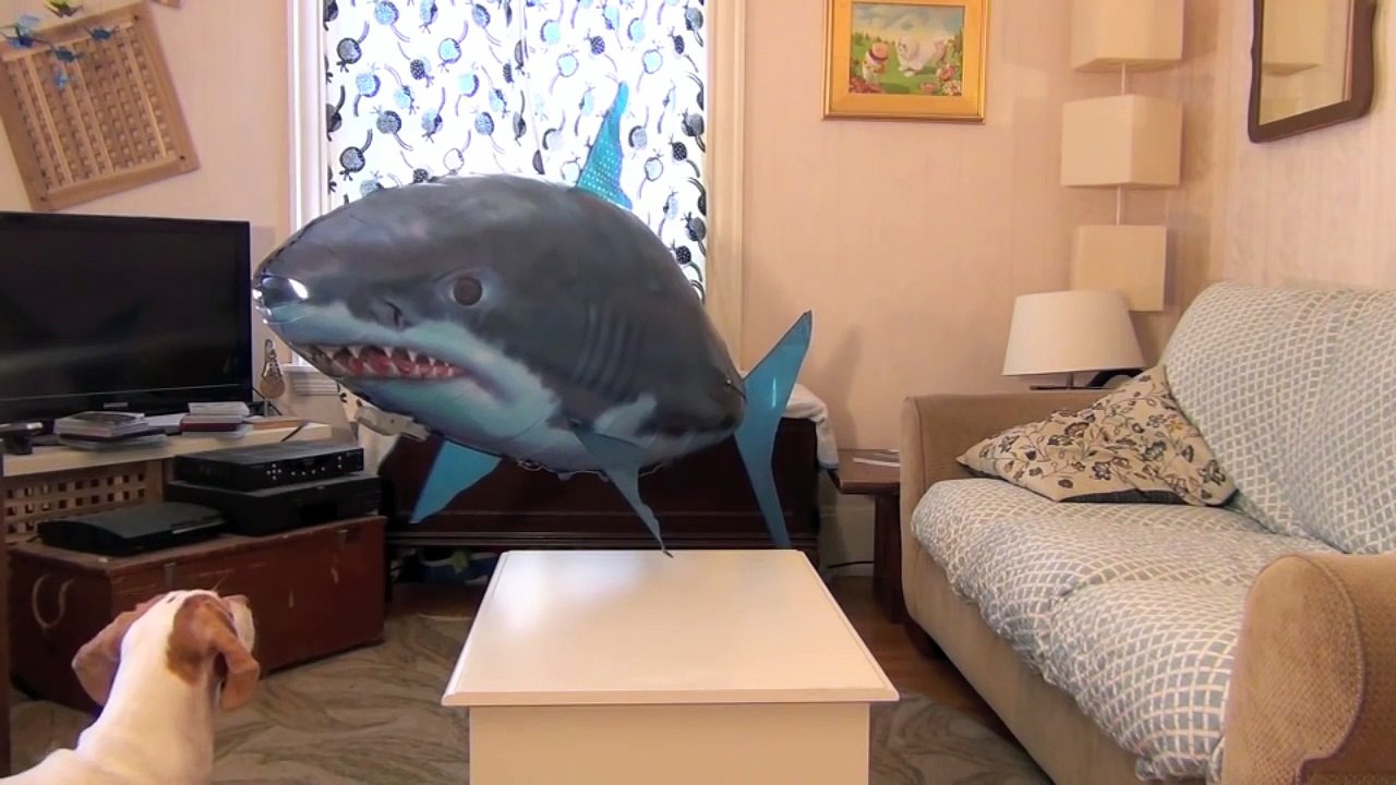 Dog vs. Shark  Cute Dog Maymo