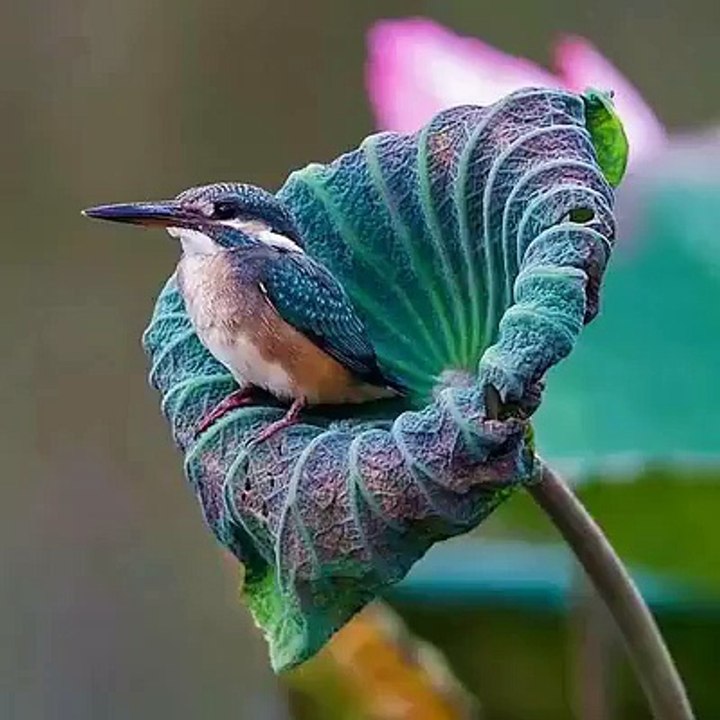 Beautiful Birds