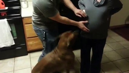 Ce chien protège coûte que coûte sa maîtresse enceinte de son compagnon !