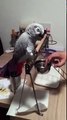 My African Grey Parrot Lilly learned to eat or drink straight of a teaspoon she's holding herself.