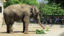 #5 May 2016 Asian elephant at Himeji city zoo, Himeji, Japan