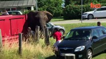 Dangerous Elephant Attack_ Animal Lifts Car Off The Ground_Viral_Exclusive Footage_HD