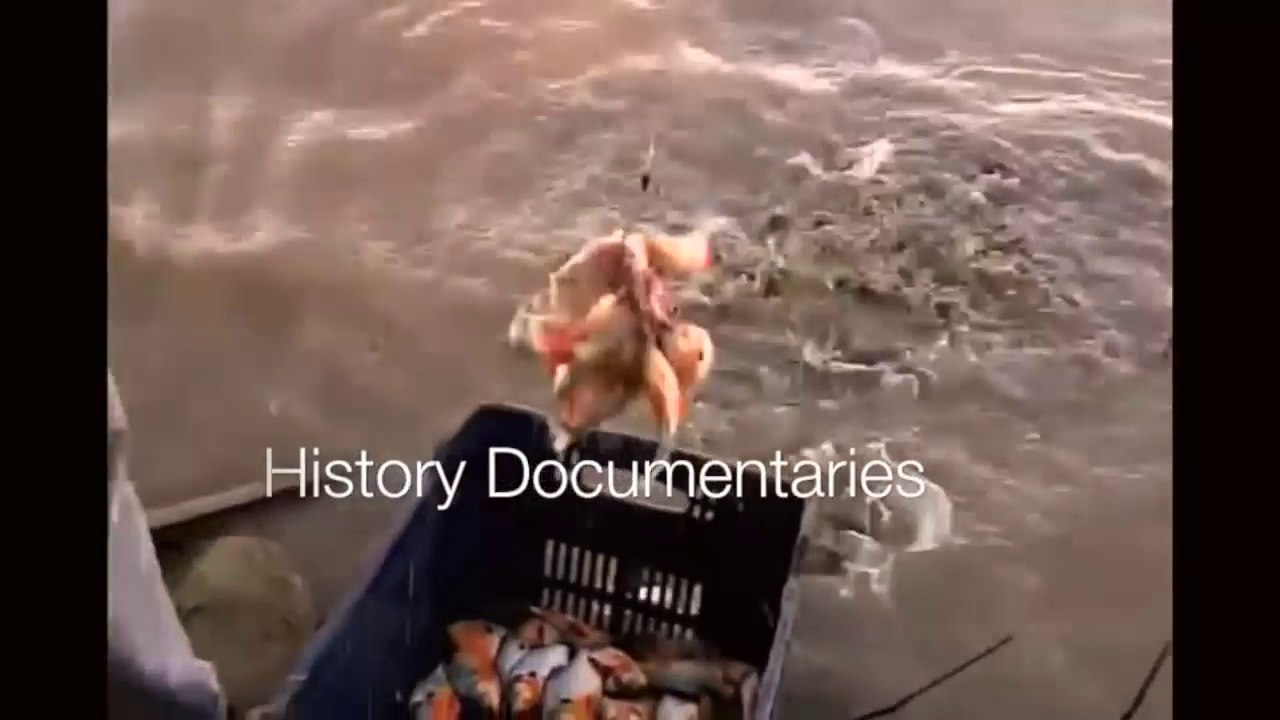 Wild Piranha Attacks _Piranha Attacks Video _ Piranha Fish Attack Human_ Exclusive_HD