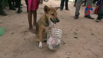 Dog Begging For Money