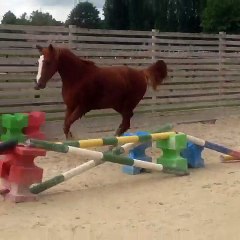 Edwina la Marguerite (Lando x Florissant/Uriel) aux allures