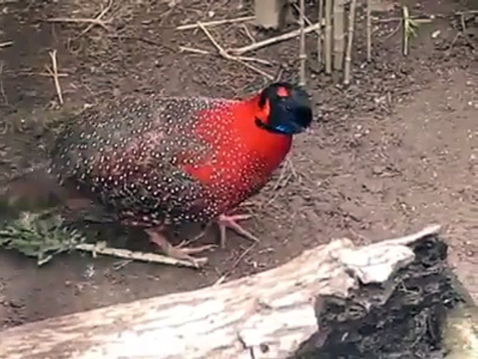 Have you seen a bird face changing like this !