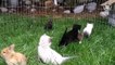 Des chatons et lapins jouent ensemble dans un enclos... trop mignon