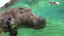 VIDEO (41) Les hippos du zoo de Beauval à Saint-Aignan inaugurés
