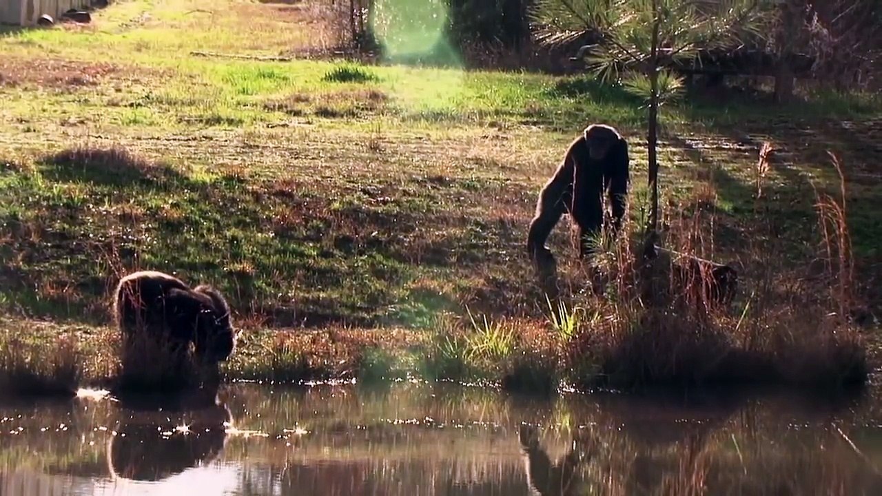 Chimpanzés - depois da prisão