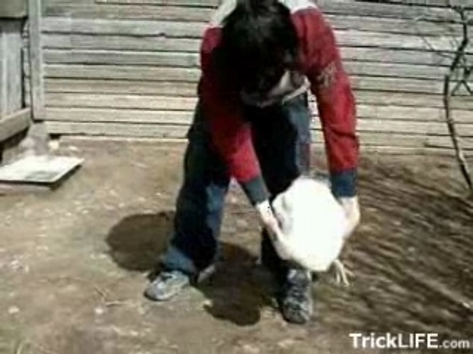 (HOW) to put a chicken to sleep