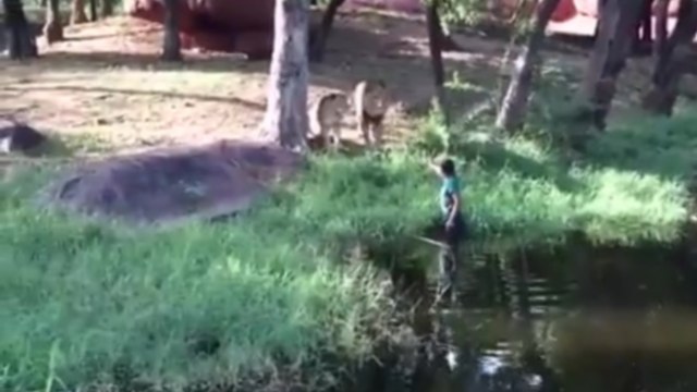 Il saute dans l'enclos des lions pour leur toucher la patte