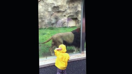 leao tenta atacar bebe
