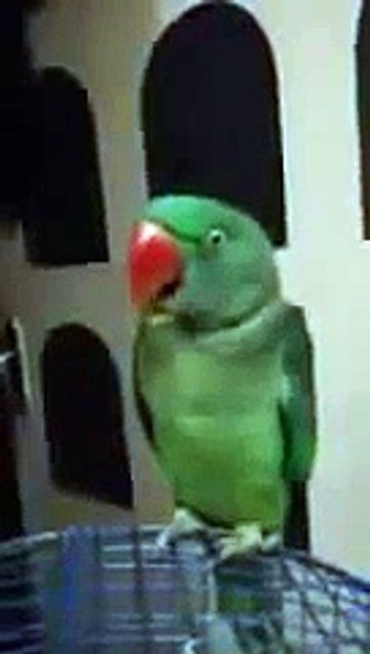 Desi Parrot talking in Punjabi