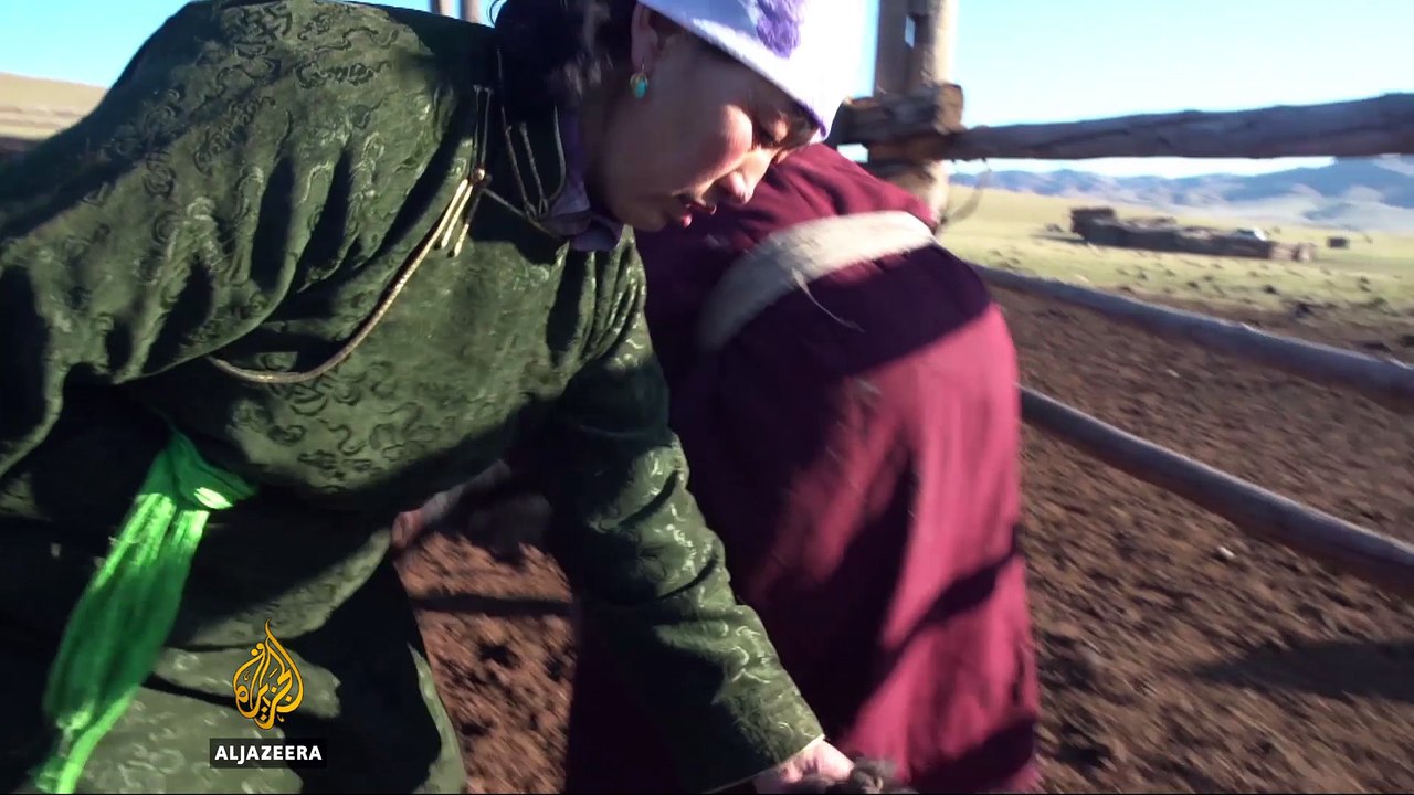 Yak fur spins profits for Mongolian herders