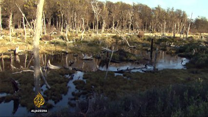 North American beavers threaten Argentina's forests