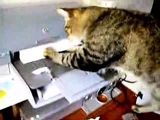 Принтер против кота