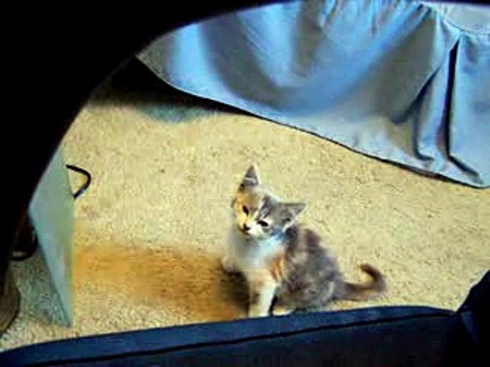 Побеседуем с котенком