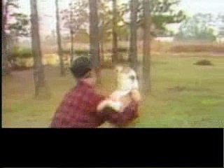 Собака лазит по деревьям