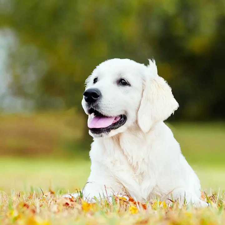 A Cute Puppy