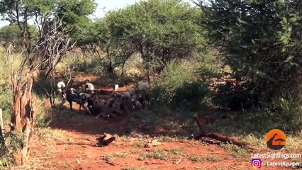 Wild Dogs Eat Impala Alive